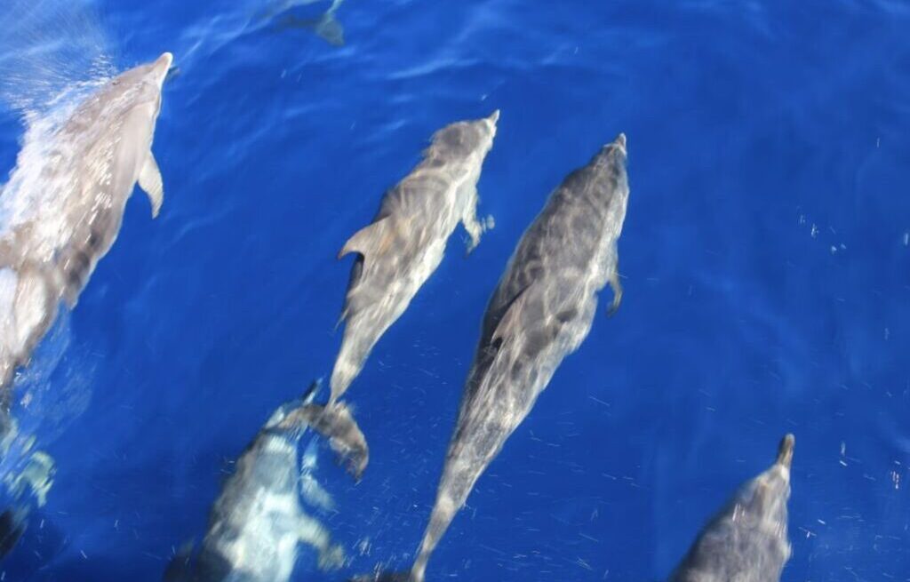 See and enjoy with Dolphin