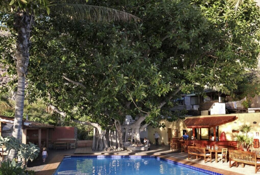 Screen Shot 2022-02-11 at 3.07.44 PM A beautiful pool under the tree