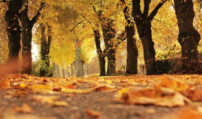 A scenic autumn view with golden leaves covering a forest path under vibrant fall trees.